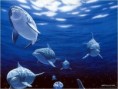/album/fotogalerie/dolphinearth-jpg1/